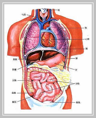 肾上腺的位置图片