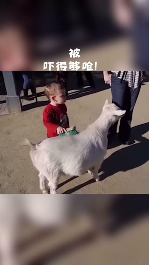 动物搞笑段子对话